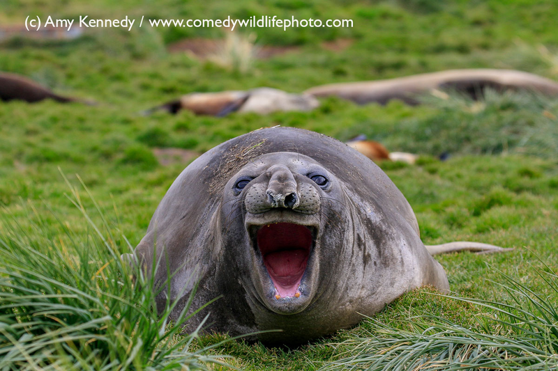 Illustration for article titled Alégrate el día con las fotos finalistas de los Comedy Wildlife Photography Awards